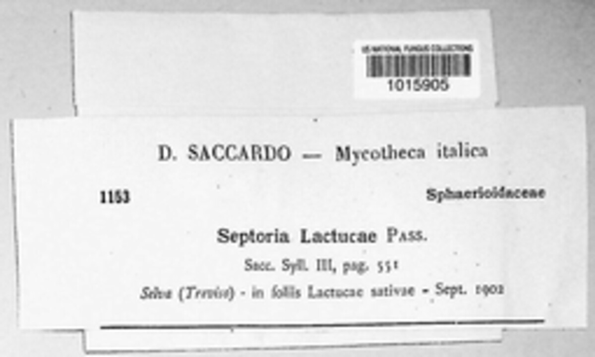 Septoria lactucae image